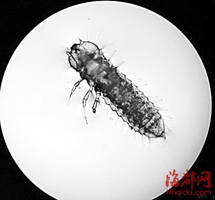 地板爬满小白虫它们是啥? 用kaiyun电子放大后吓坏网友
