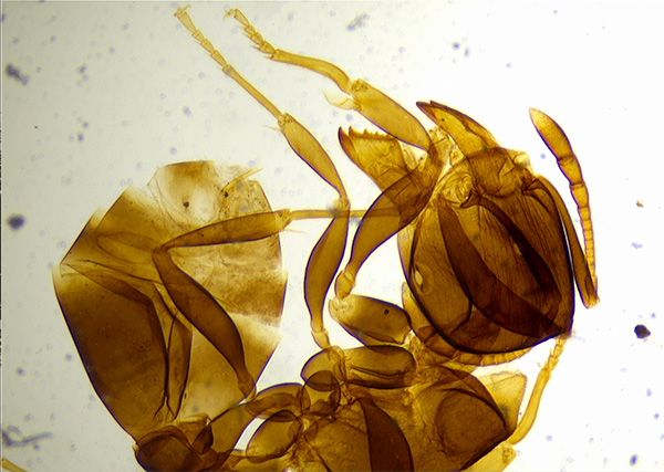 光学kaiyun电子的分辨率与显微技术生物学的作用